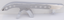SPORTSTER BELT GUARD - view 1